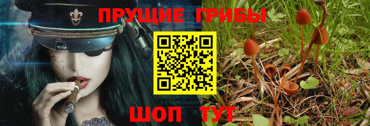 Псилоцибиновые грибы GOLDEN TEACHER  Псилоцибиновые грибы прущие грибы  Отрадное  Вход с VPN 
