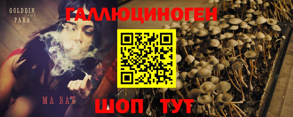 Галлюциногенные грибы Psilocybe Отрадное